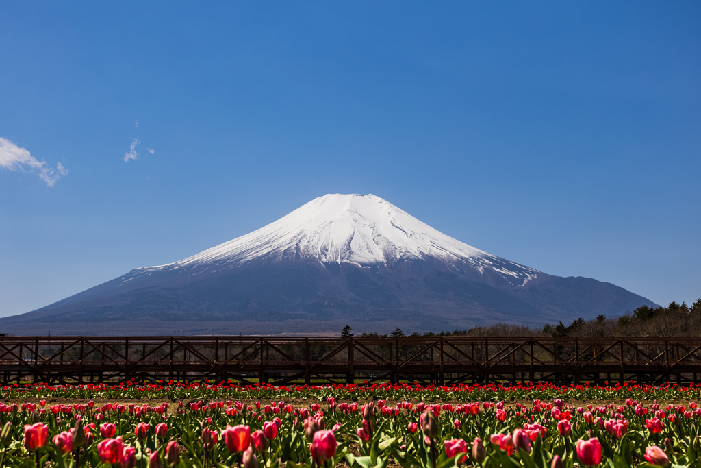 山中湖花の都公園にて