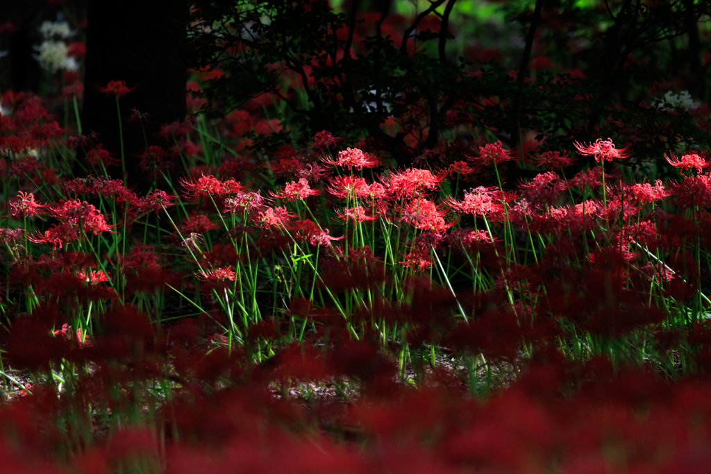 彼岸花　群生にスポットライト
