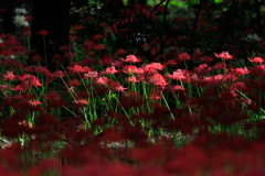 彼岸花　群生にスポットライト