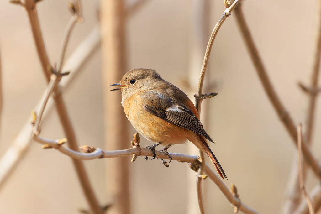 つぶやきジョビ娘ｗ