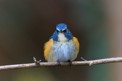 ルリ男祭り 見つめる