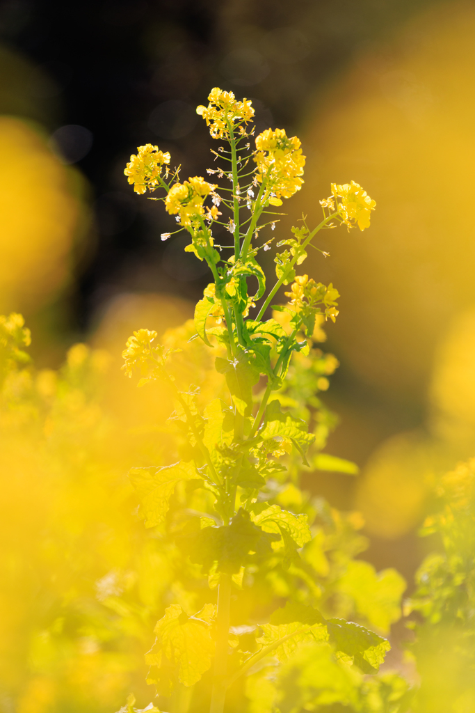 公園お写んぽ 菜の花