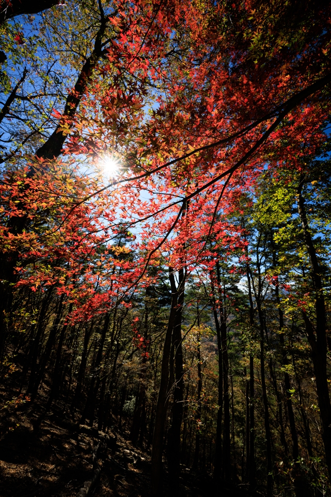 太陽のありがたみ＾＾