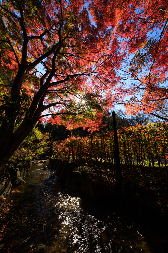 公園お写んぽ 紅葉 小川とキラリン