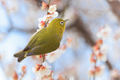 ウメジロー 見上げる
