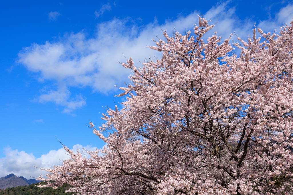 青空を仰ぎ見る桜