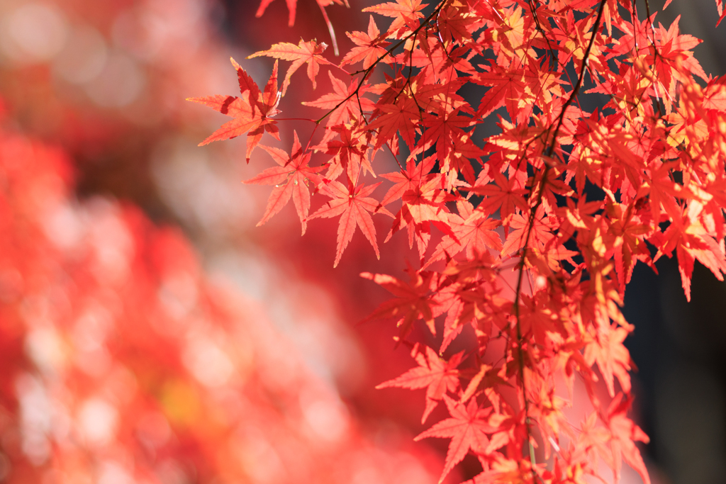 公園お写んぽ 赤で埋める