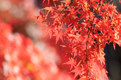 公園お写んぽ 赤で埋める