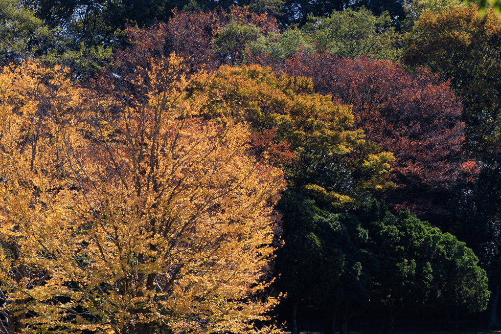 秋探しお写んぽ その１