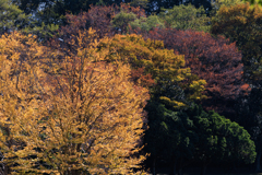 秋探しお写んぽ その１