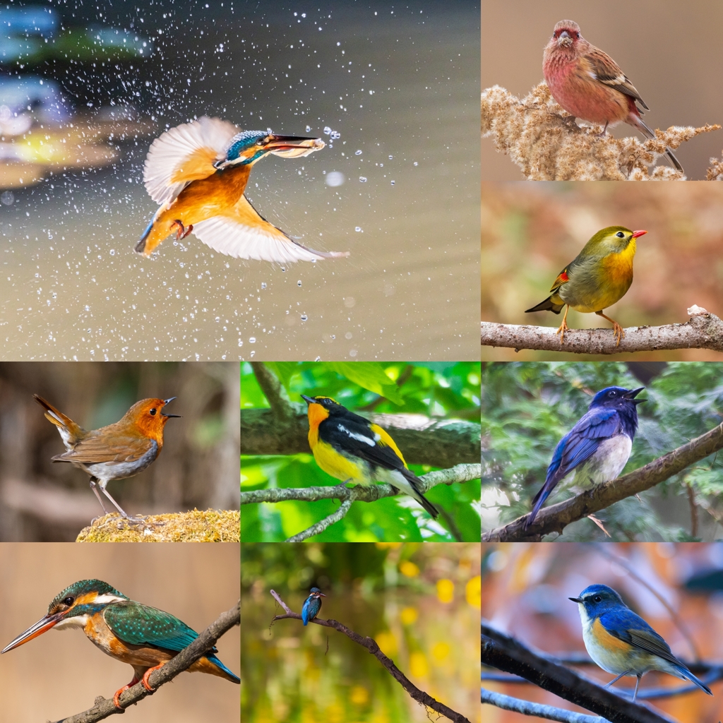 ２０２１ベストショット（野鳥編）