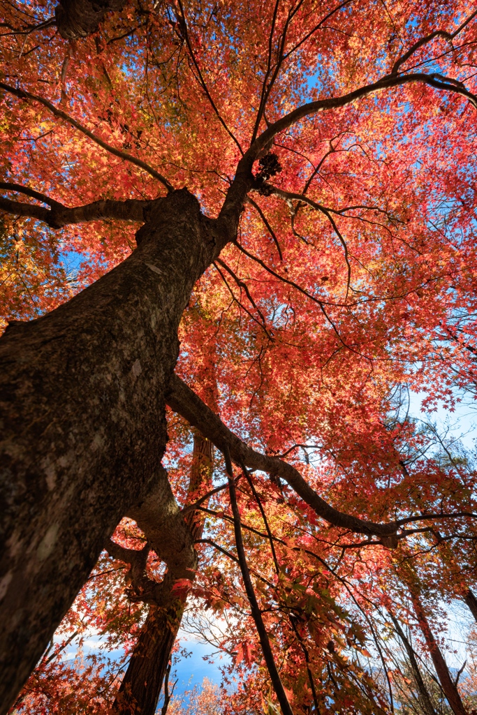 紅葉台下り　見上げる