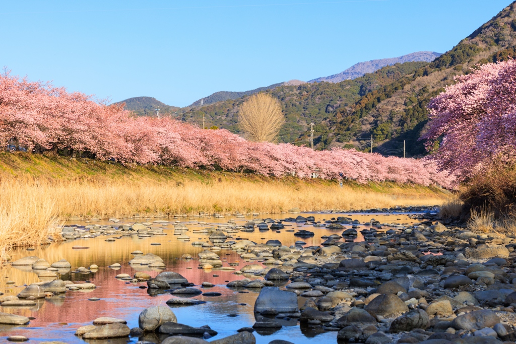 河津桜 河原より２