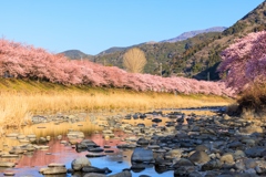 河津桜 河原より２