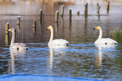 ファミリー＾＾