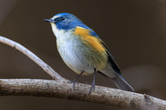 ルリ男祭り 見上げる