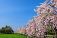 日中線しだれ桜並木 青空の下