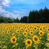 ひまわり畑 猪苗代ハーブ園