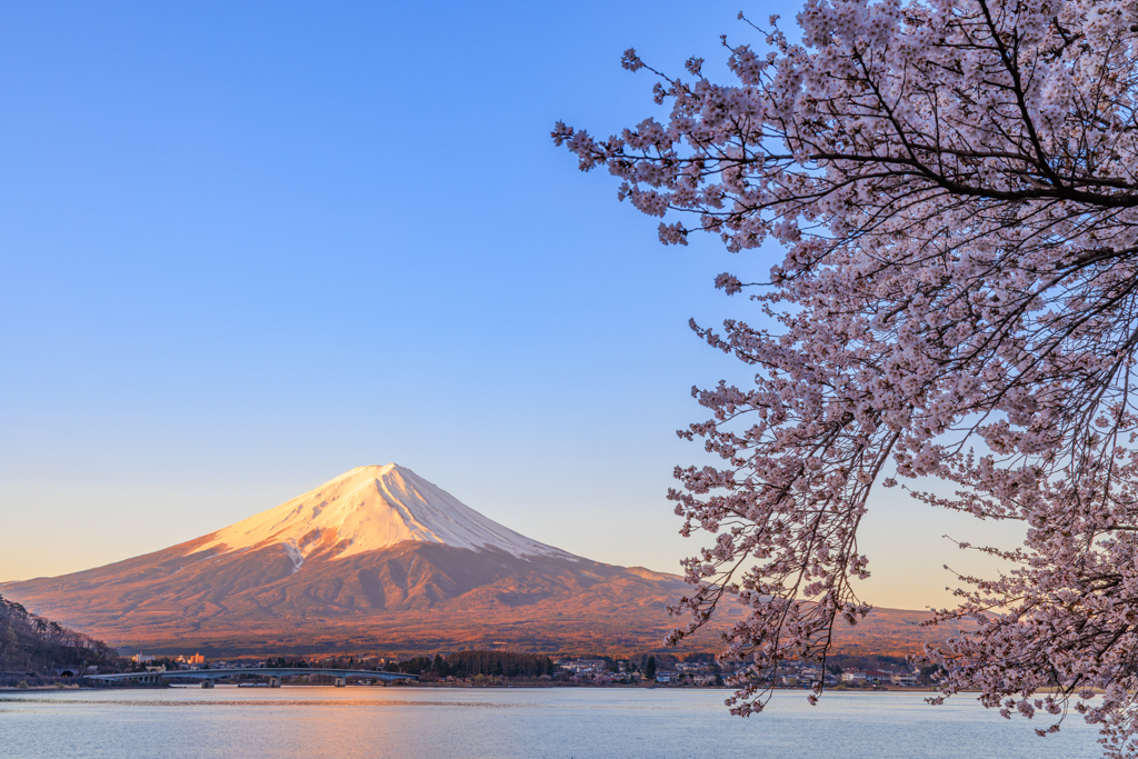 朝焼け富士と桜