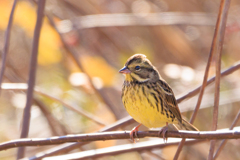 アオジさん　逆光で～