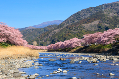 河津桜 青い空と青い川