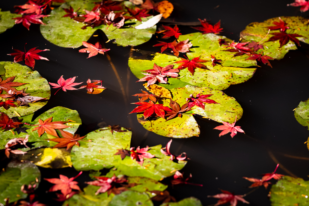池に落ちる紅葉
