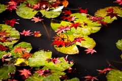池に落ちる紅葉
