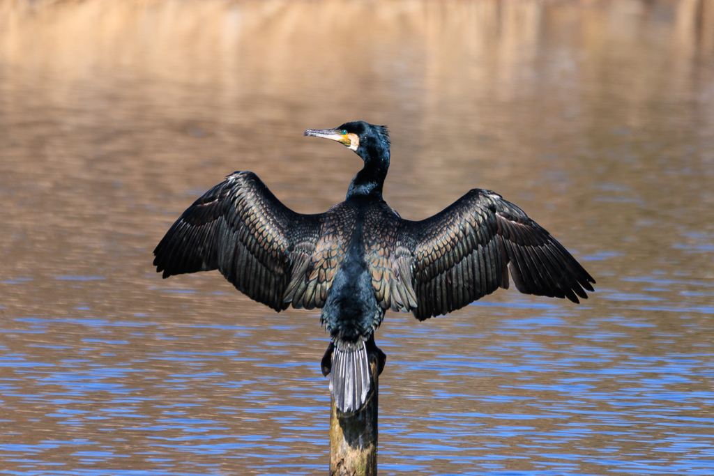 カワウ～・カワけ～（笑）