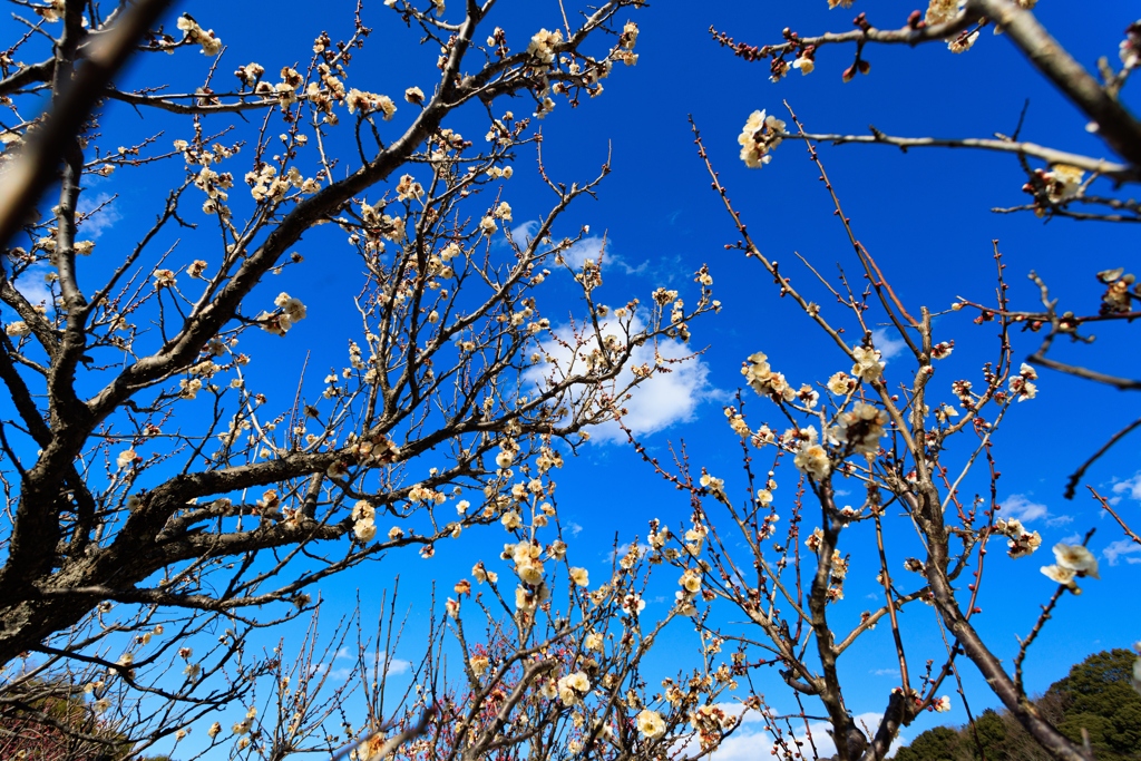 青空に白梅