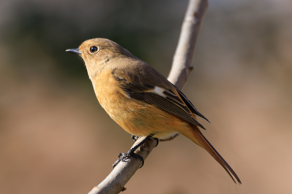 ジョビ娘 超至近＾＾