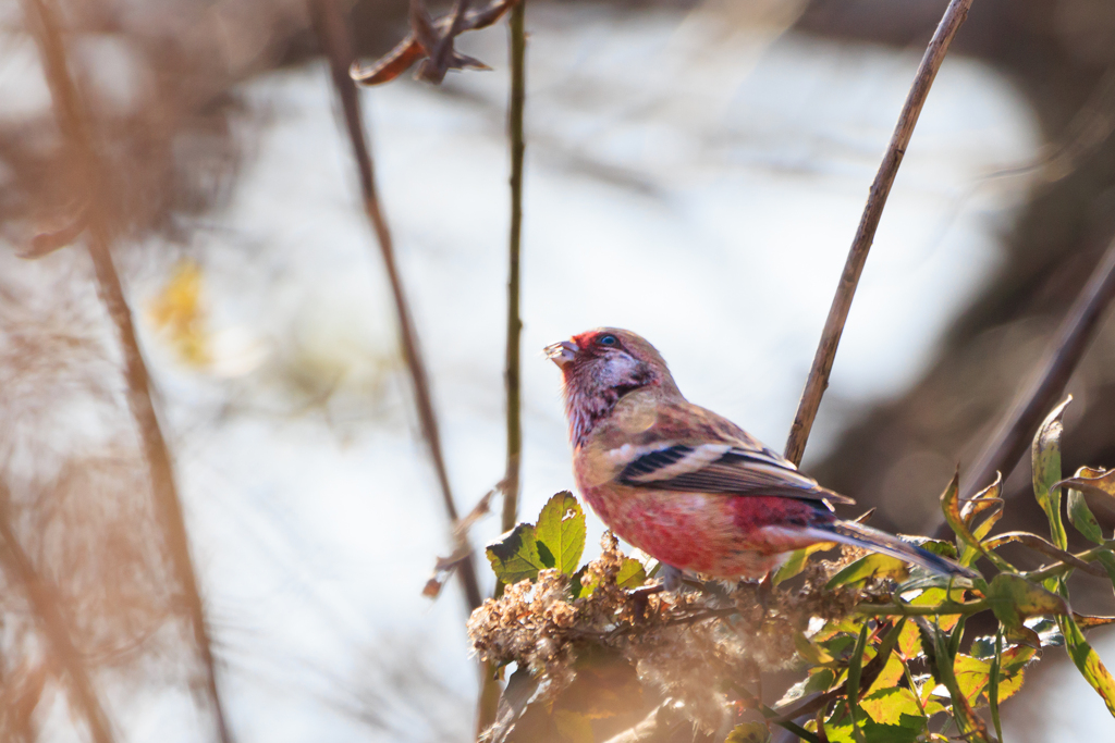 ベニマシコ♂　やっと会えた(^-^;