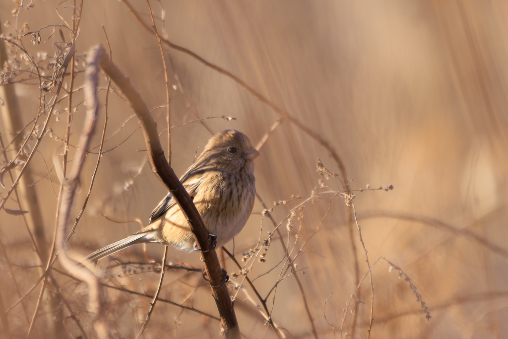 ふっくらベニマシコ