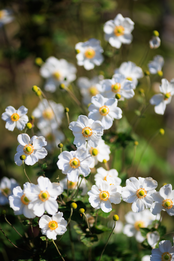 135mmF2でお写んぽ　その１