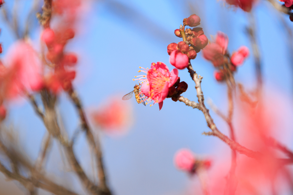 ハナアブ・・かな？