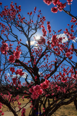 太陽に向かって