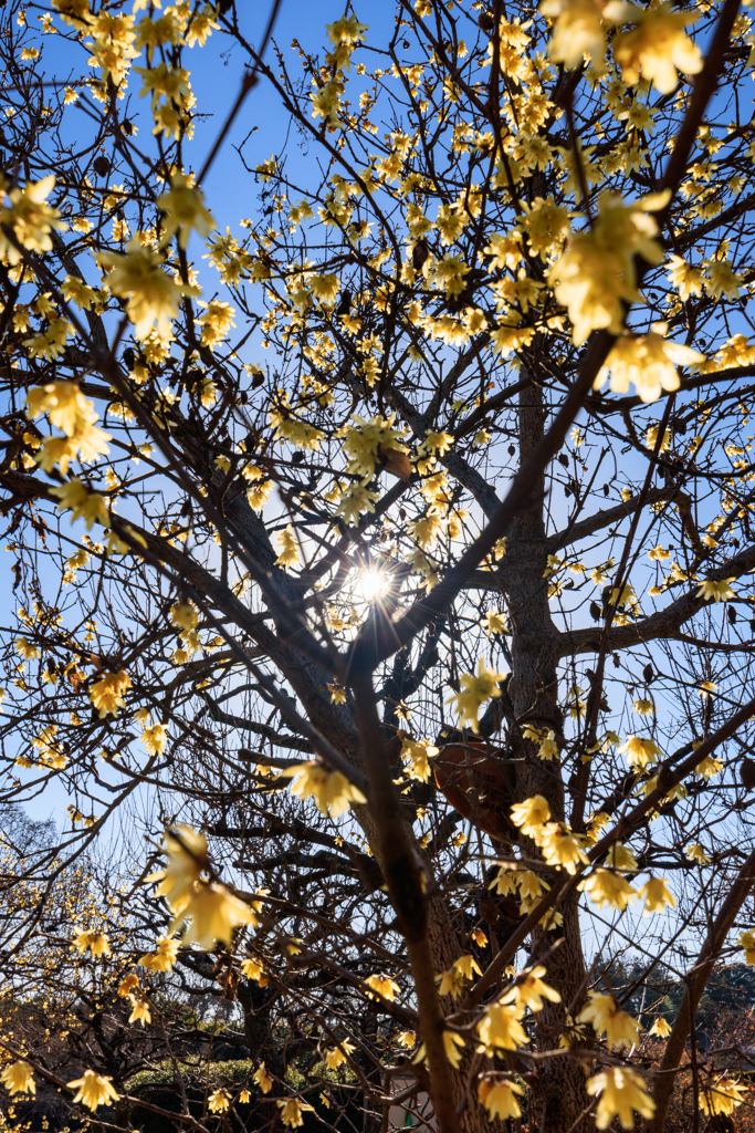 蝋梅 ウニウニ添え