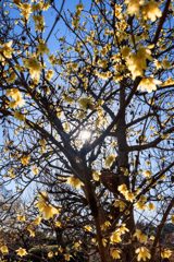 蝋梅 ウニウニ添え