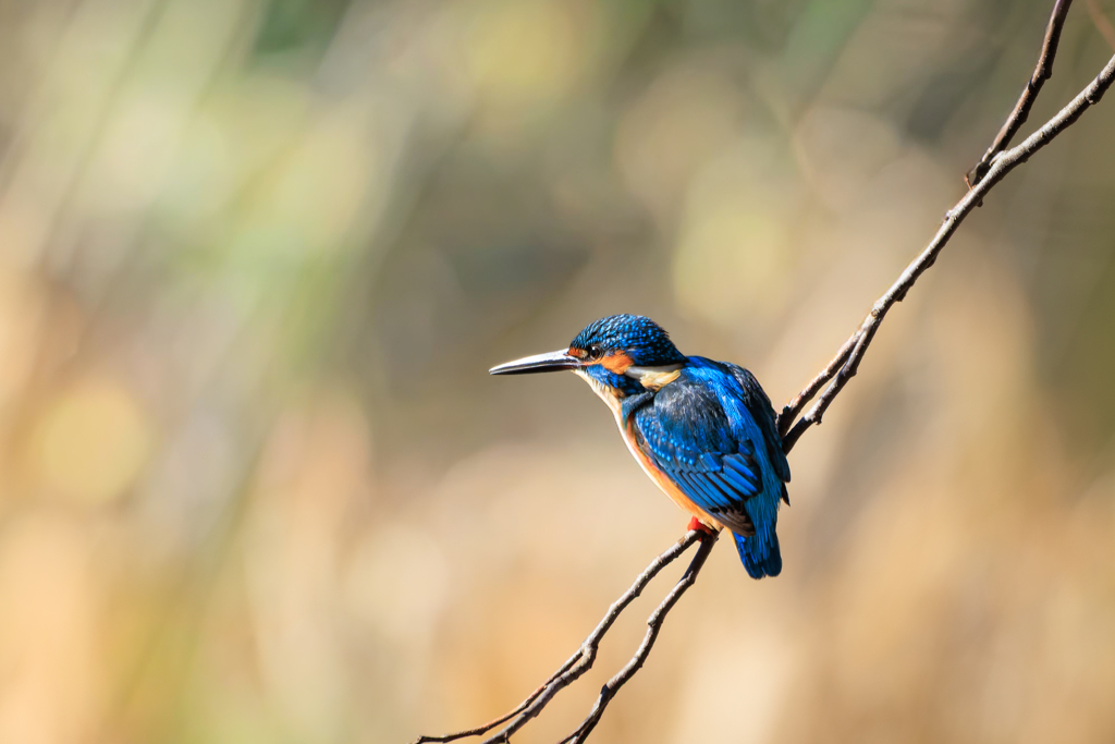 おひさしカワくん
