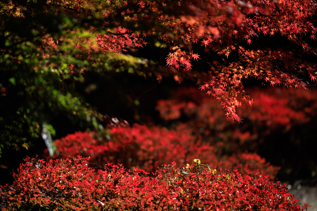 公園お写んぽ 紅葉