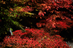 公園お写んぽ 紅葉
