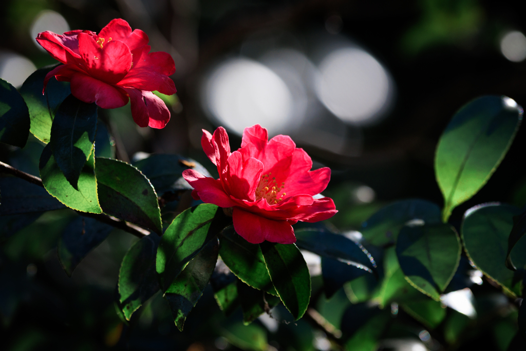 光受ける山茶花