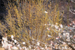 公園お写んぽ サンシュユ