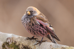 ハギマシコ祭りヽ(^o^)丿 その3