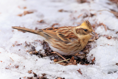 お食事でいそがしい＾＾