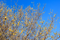 蝋梅 青空を仰ぐ