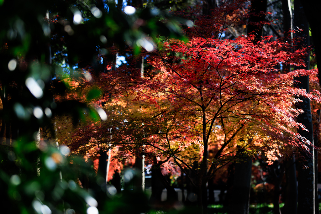 彼岸花に負けない！