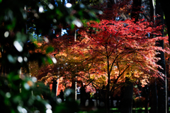 彼岸花に負けない！