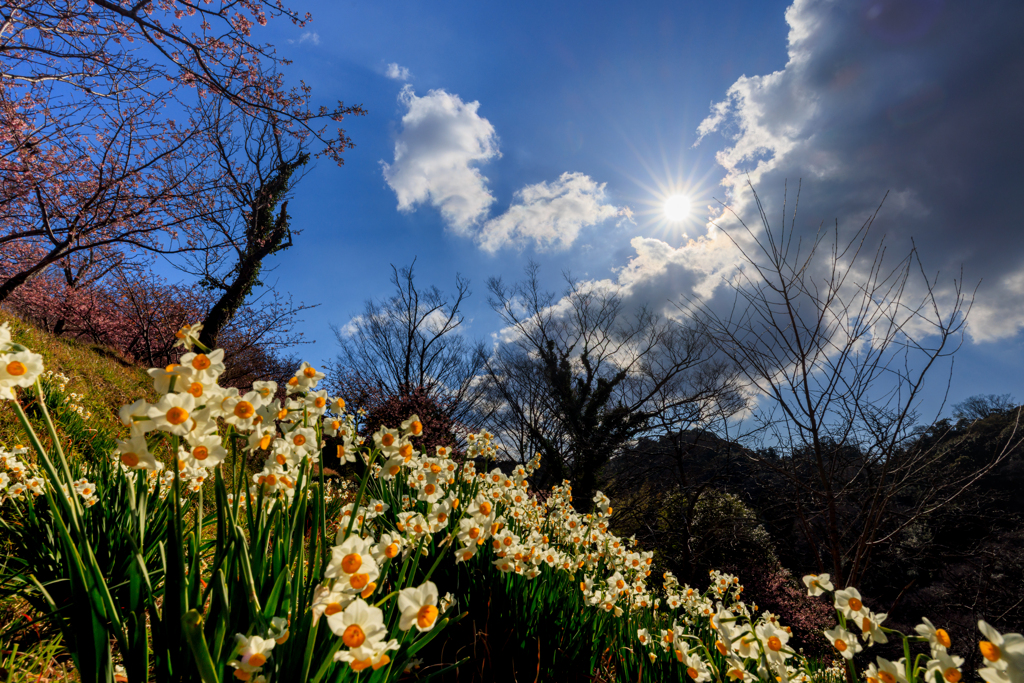水仙 ウニウニと＾＾