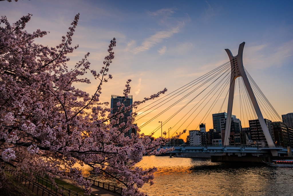 暮れ行く空を見上げる桜