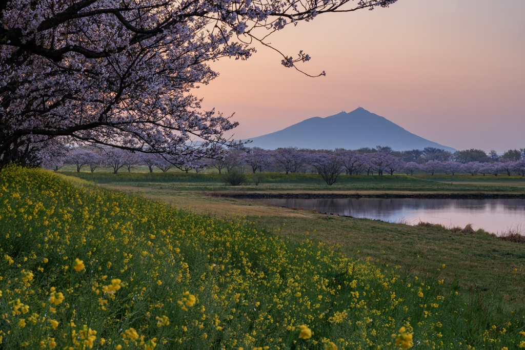 筑波山 桜と菜の花を添えて